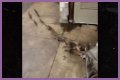 Rats Run Out From Under Homeless Person's Blanket on NYC Subway Platform